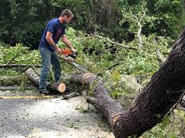 Best Commercial Tree Services  in Vass, NC