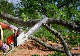 Vass, NC  Tree Services Company