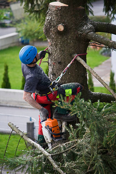 Best Stump Grinding and Removal  in Vass, NC