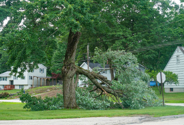 Best Fruit Tree Pruning  in Vass, NC