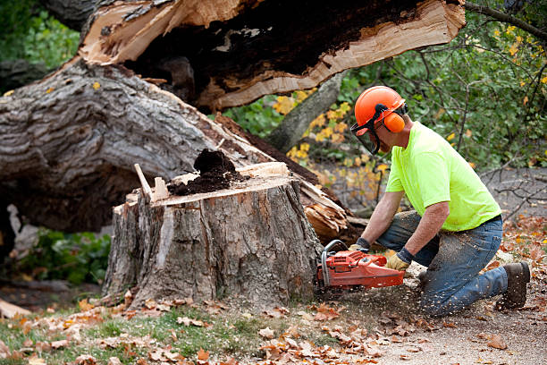 Best Tree Health Inspection  in Vass, NC