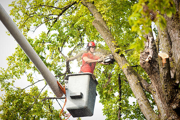 Best Storm Damage Tree Cleanup  in Vass, NC