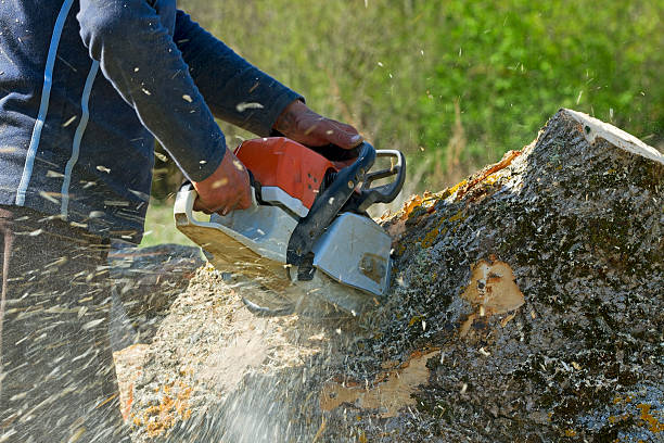 Best Tree Removal  in Vass, NC